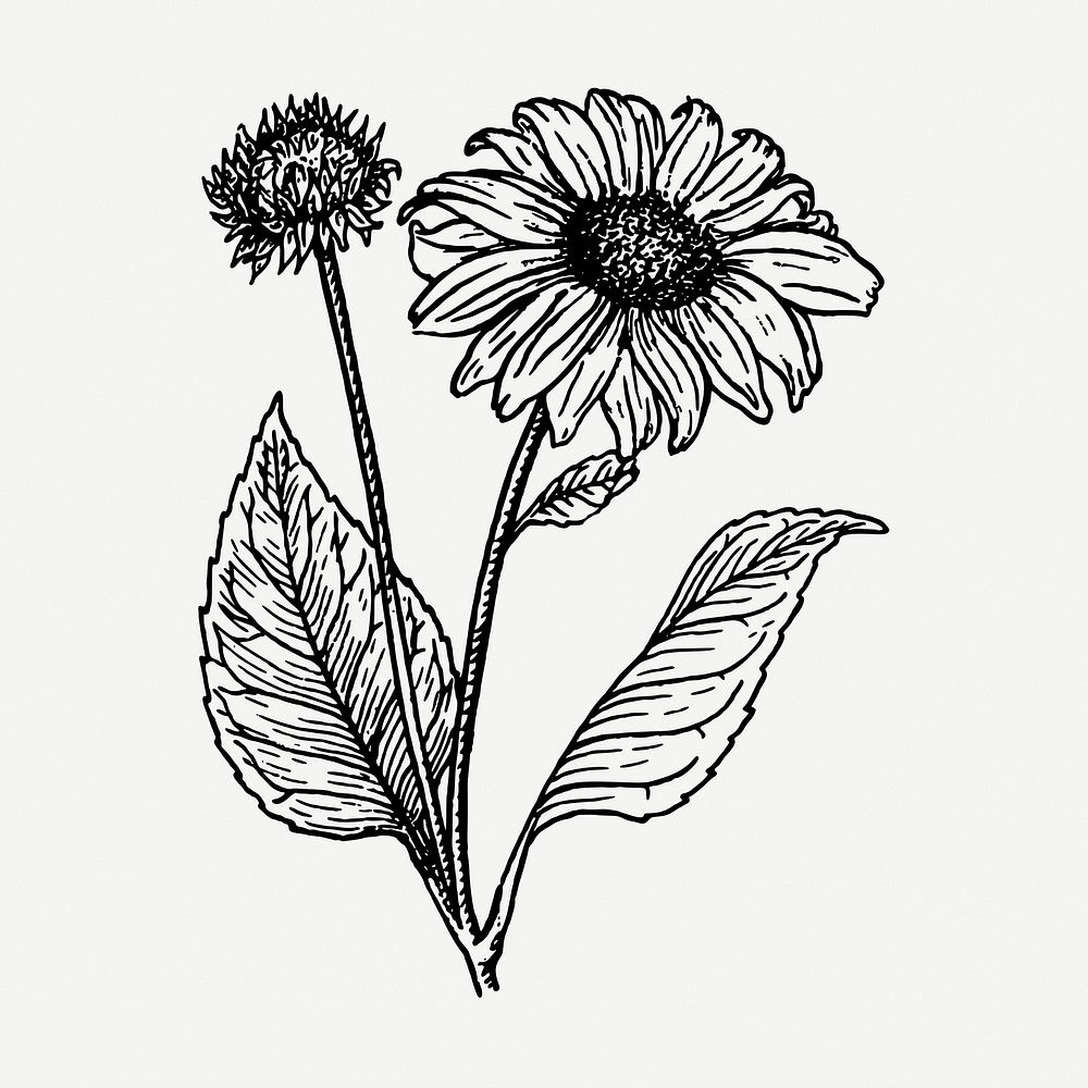 Sunflower drawing, vintage illustration psd. Free public domain CC0 image.