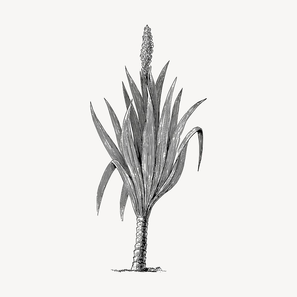 Cordaites borassifolia plant clipart, vintage hand drawn vector. Free public domain CC0 image.