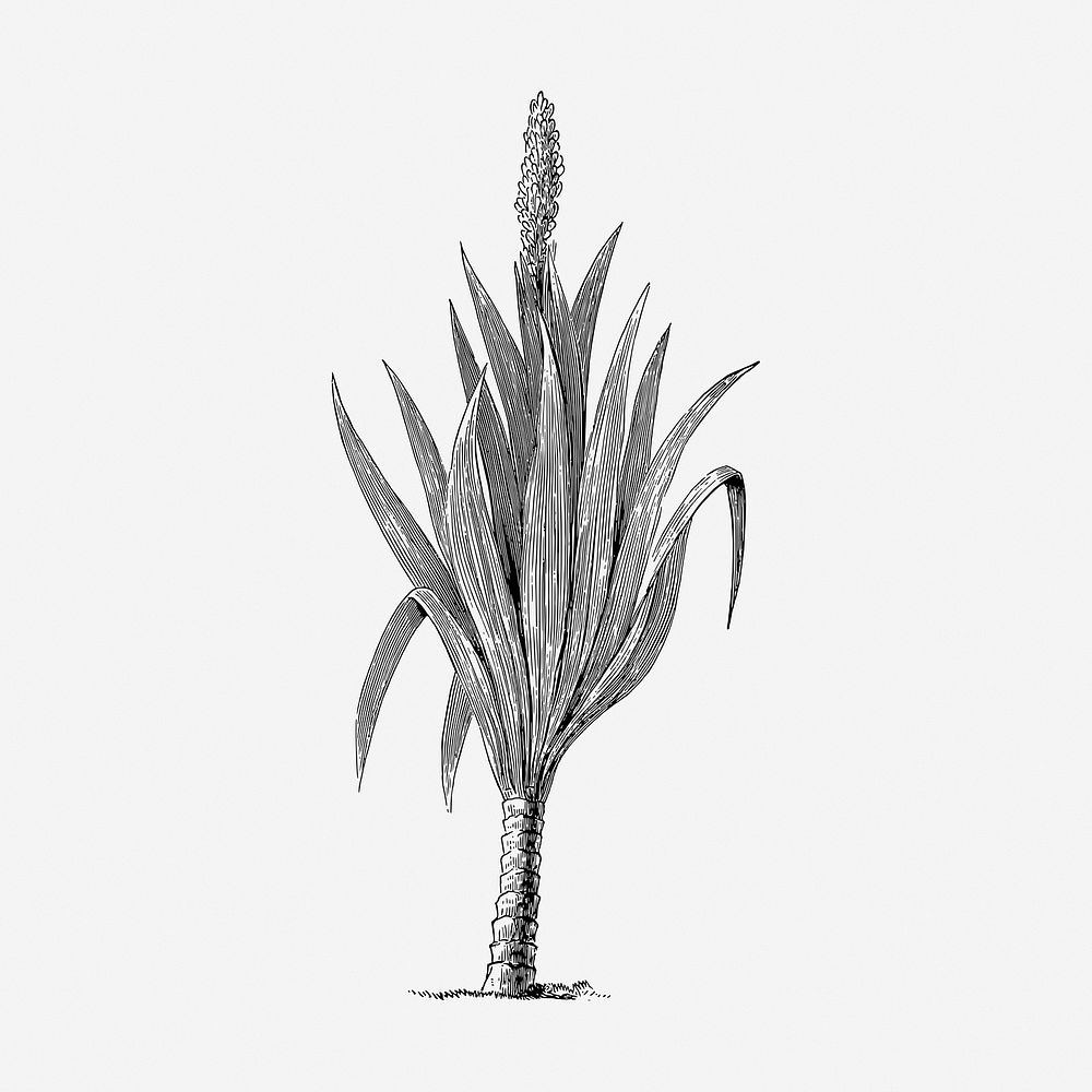 Cordaites borassifolia plant vintage illustration. Free public domain CC0 image.