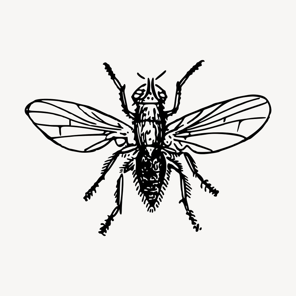 Fly insect clipart, vintage hand drawn vector. Free public domain CC0 image.