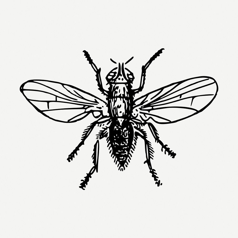 Fly insect drawing, vintage illustration psd. Free public domain CC0 image.