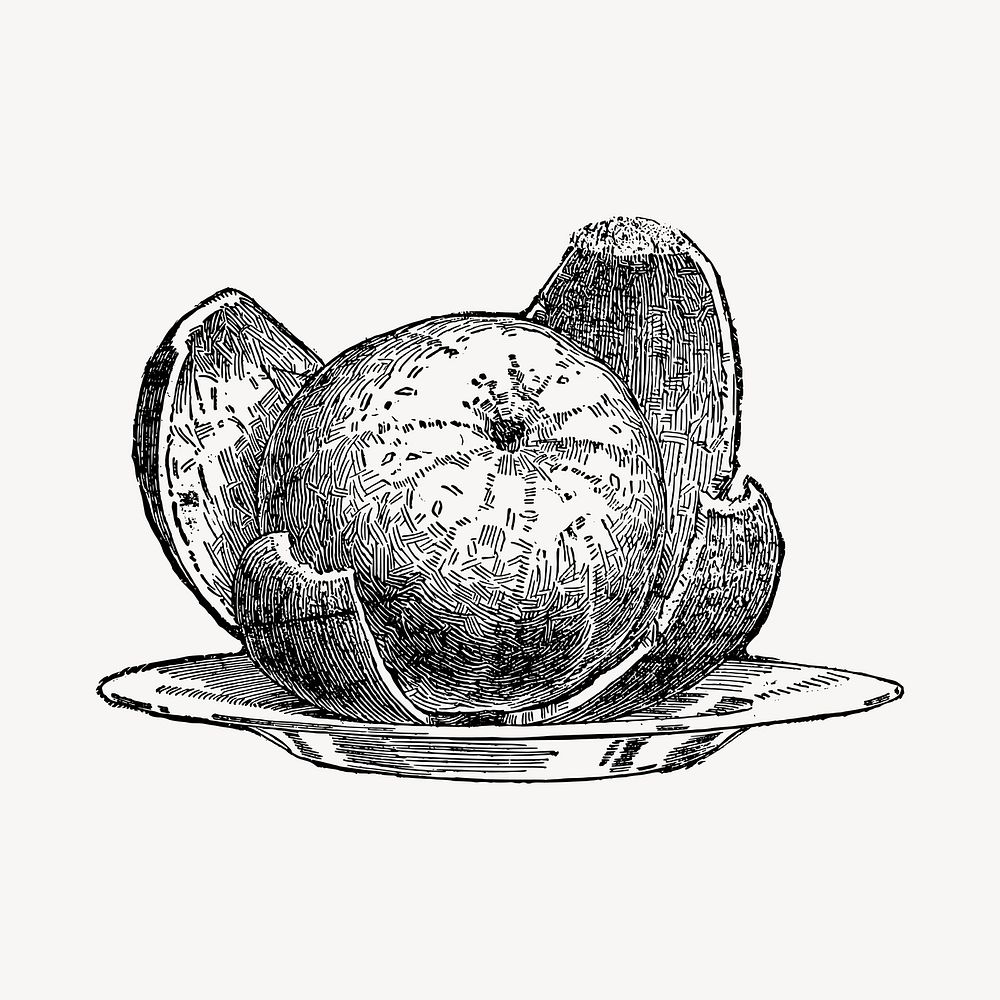 Peeled orange clipart, vintage hand drawn vector. Free public domain CC0 image.