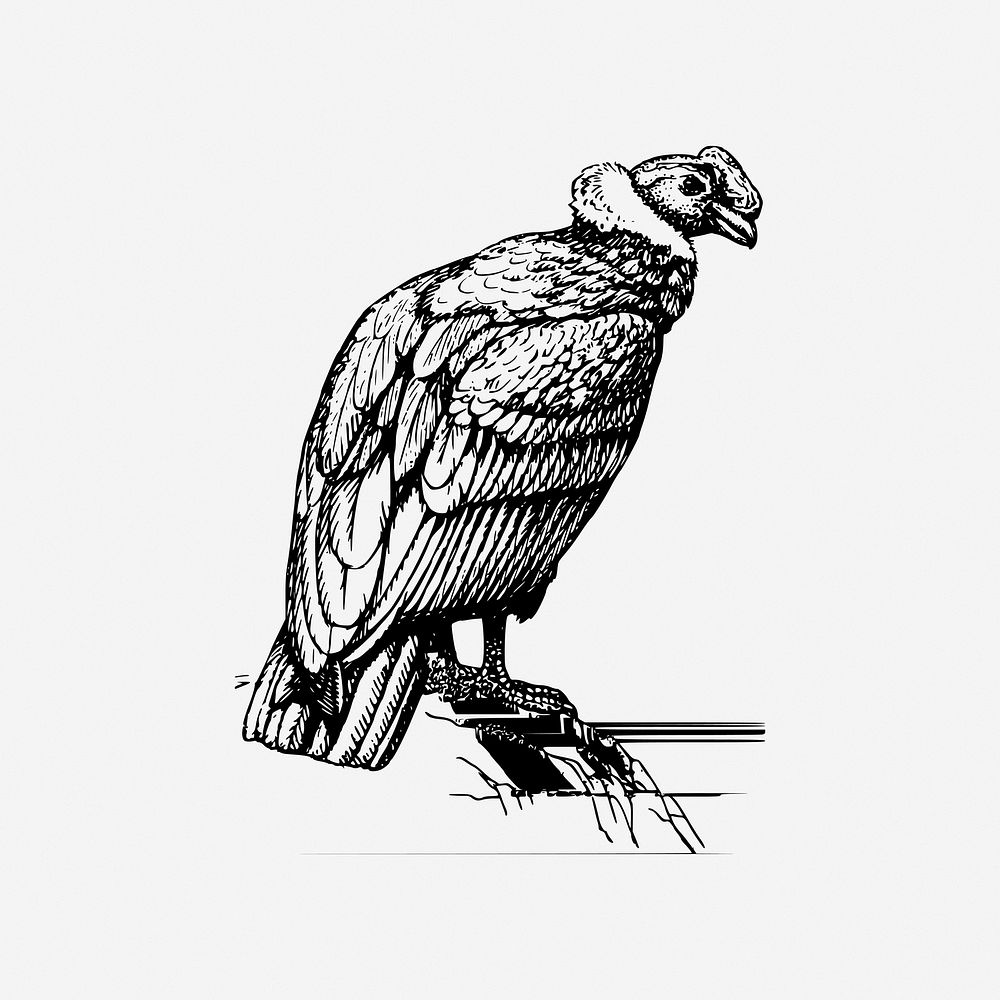 Condor bird, drawing illustration. Free public domain CC0 image.