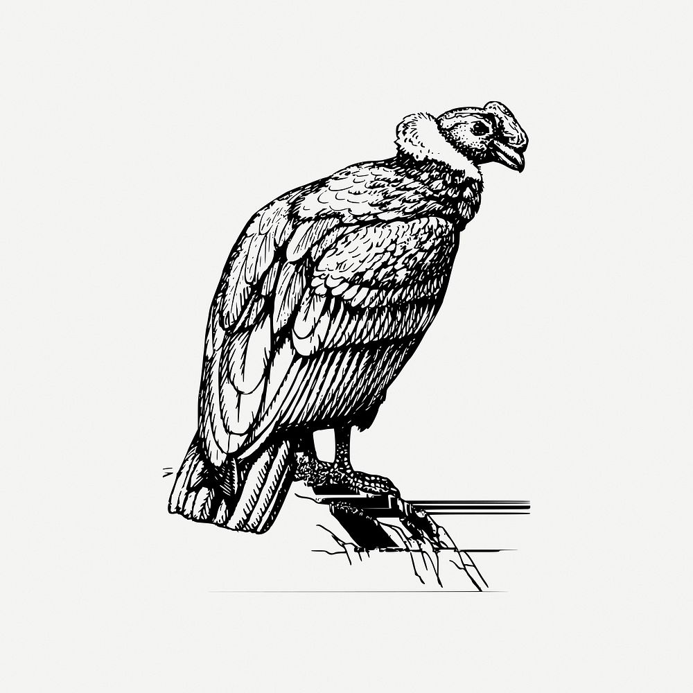 Condor bird collage element, vintage illustration psd. Free public domain CC0 image.