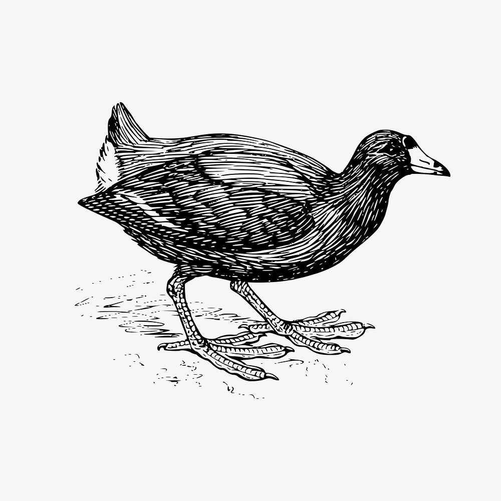 Coot bird clipart, drawing illustration vector. Free public domain CC0 image.