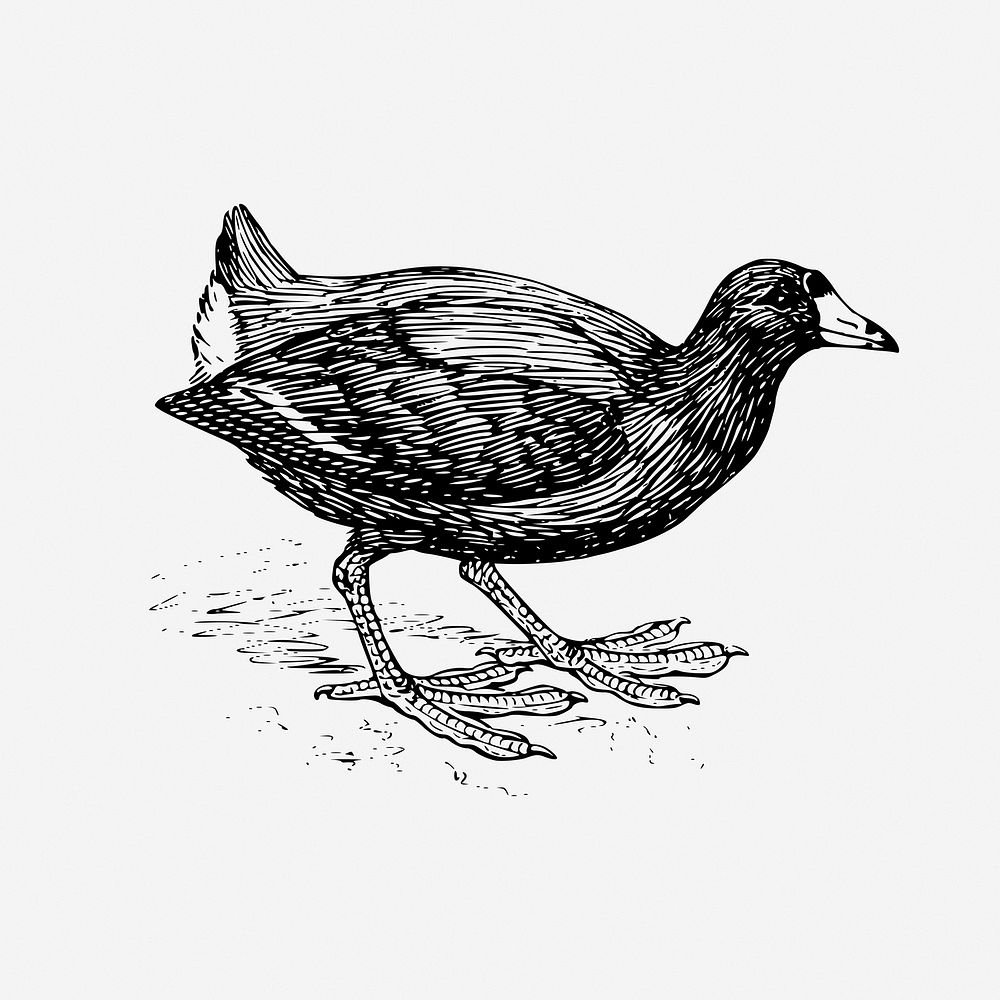 Coot bird, drawing illustration. Free public domain CC0 image.