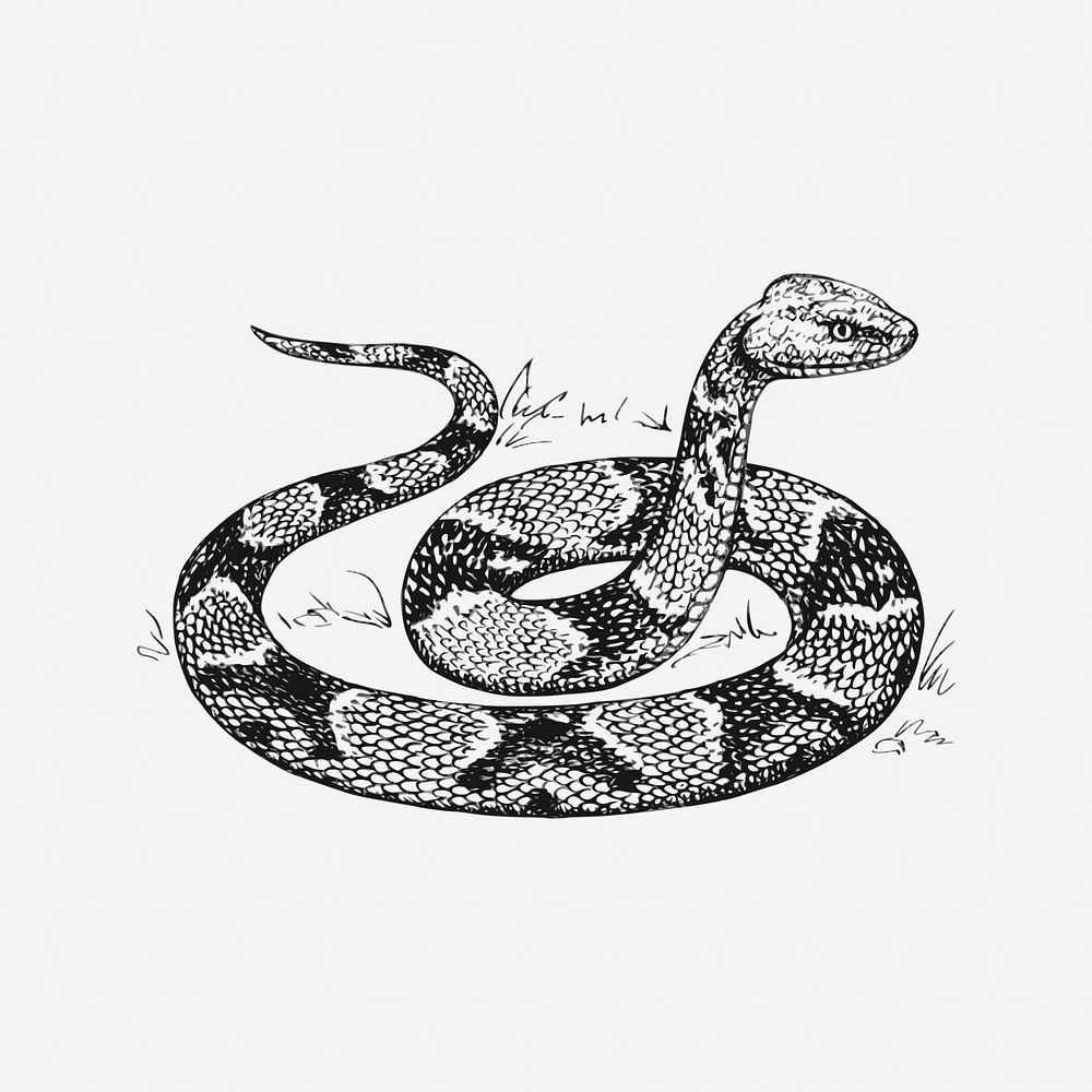 Copperhead snake, drawing illustration. Free public domain CC0 image.