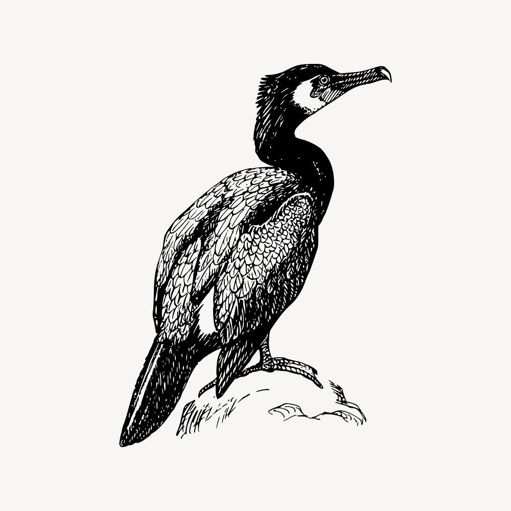 Cormorant bird clipart, drawing illustration vector. Free public domain CC0 image.