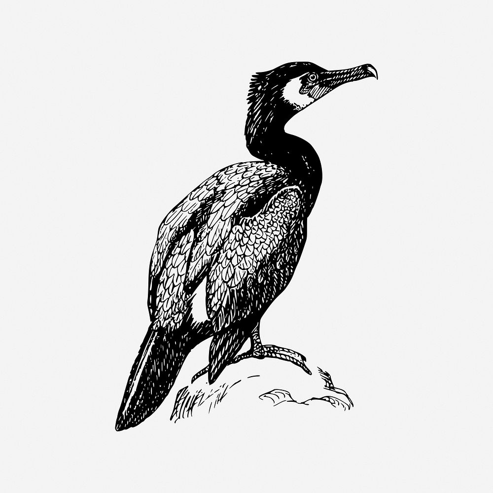 Cormorant bird, drawing illustration. Free public domain CC0 image.