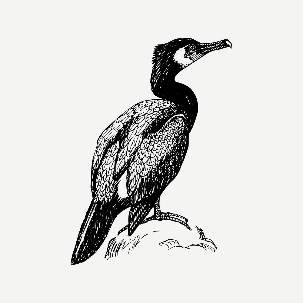 Cormorant bird collage element, vintage illustration psd. Free public domain CC0 image.