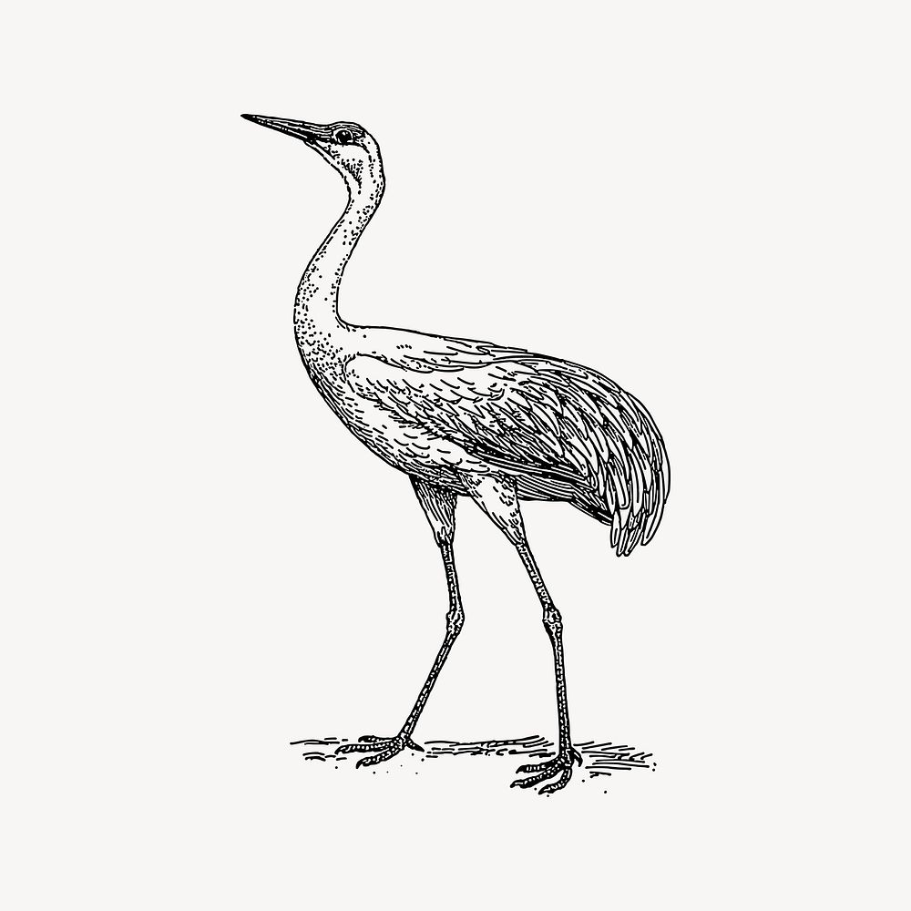 Crane bird clipart, drawing illustration vector. Free public domain CC0 image.