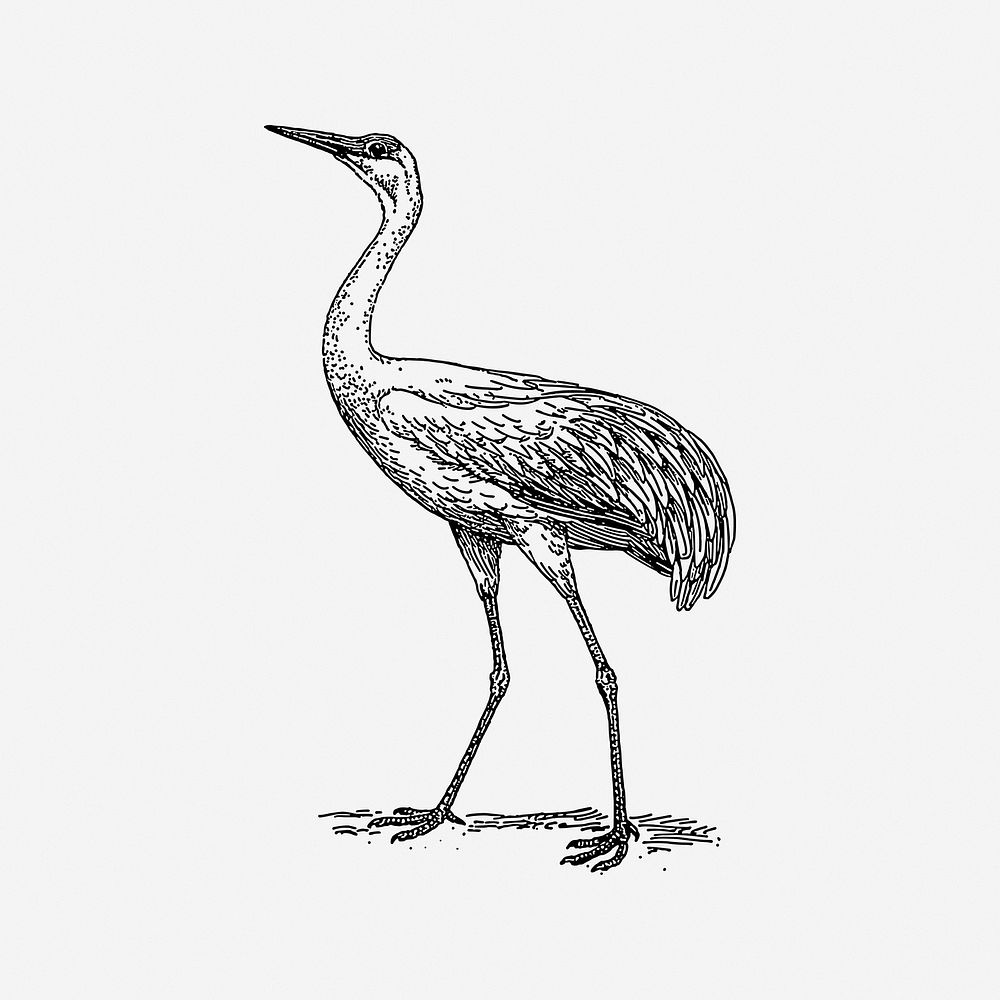 Crane bird, drawing illustration. Free public domain CC0 image.