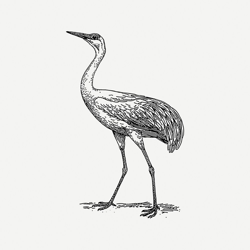 Crane bird collage element, vintage illustration psd. Free public domain CC0 image.