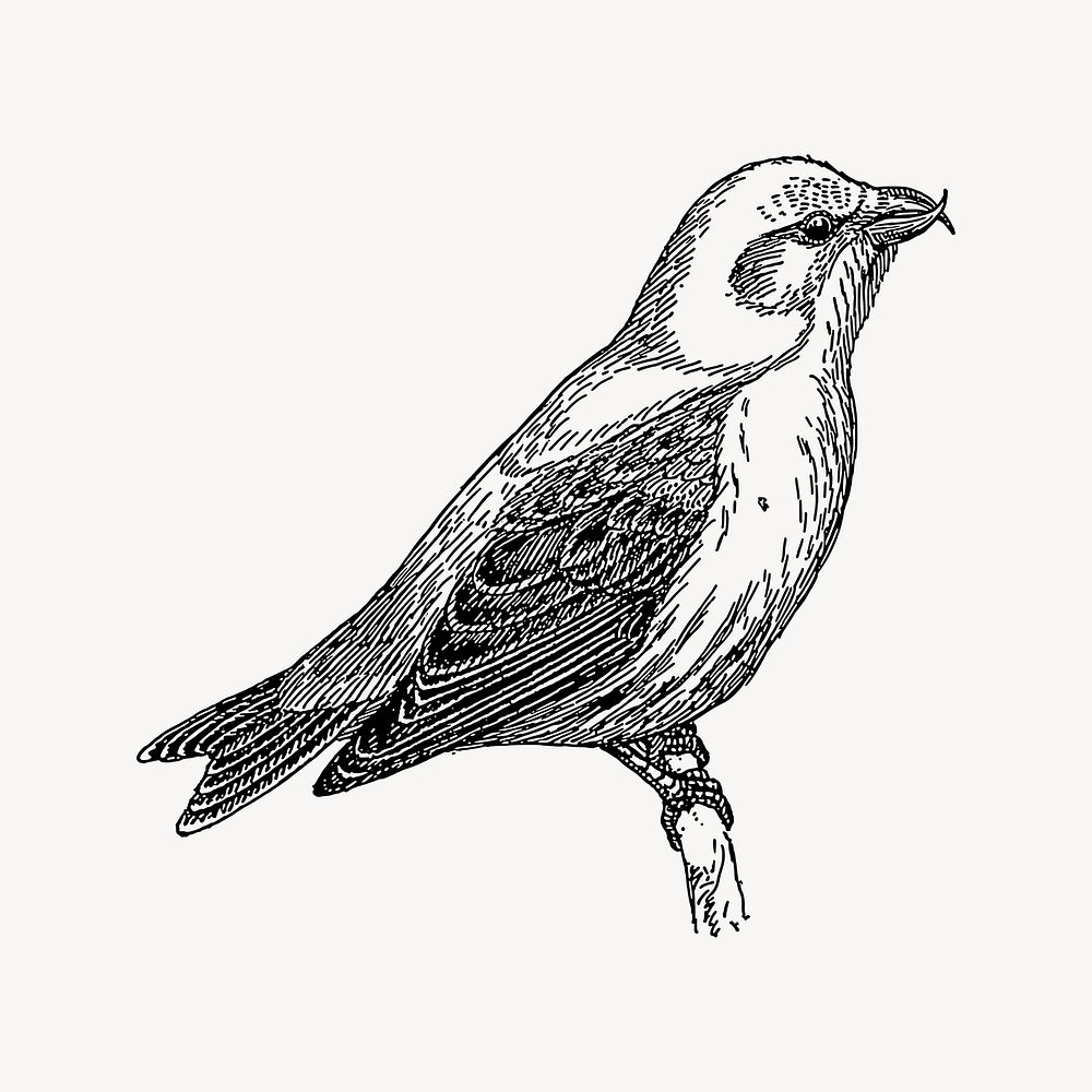 Crossbill bird clipart, drawing illustration vector. Free public domain CC0 image.