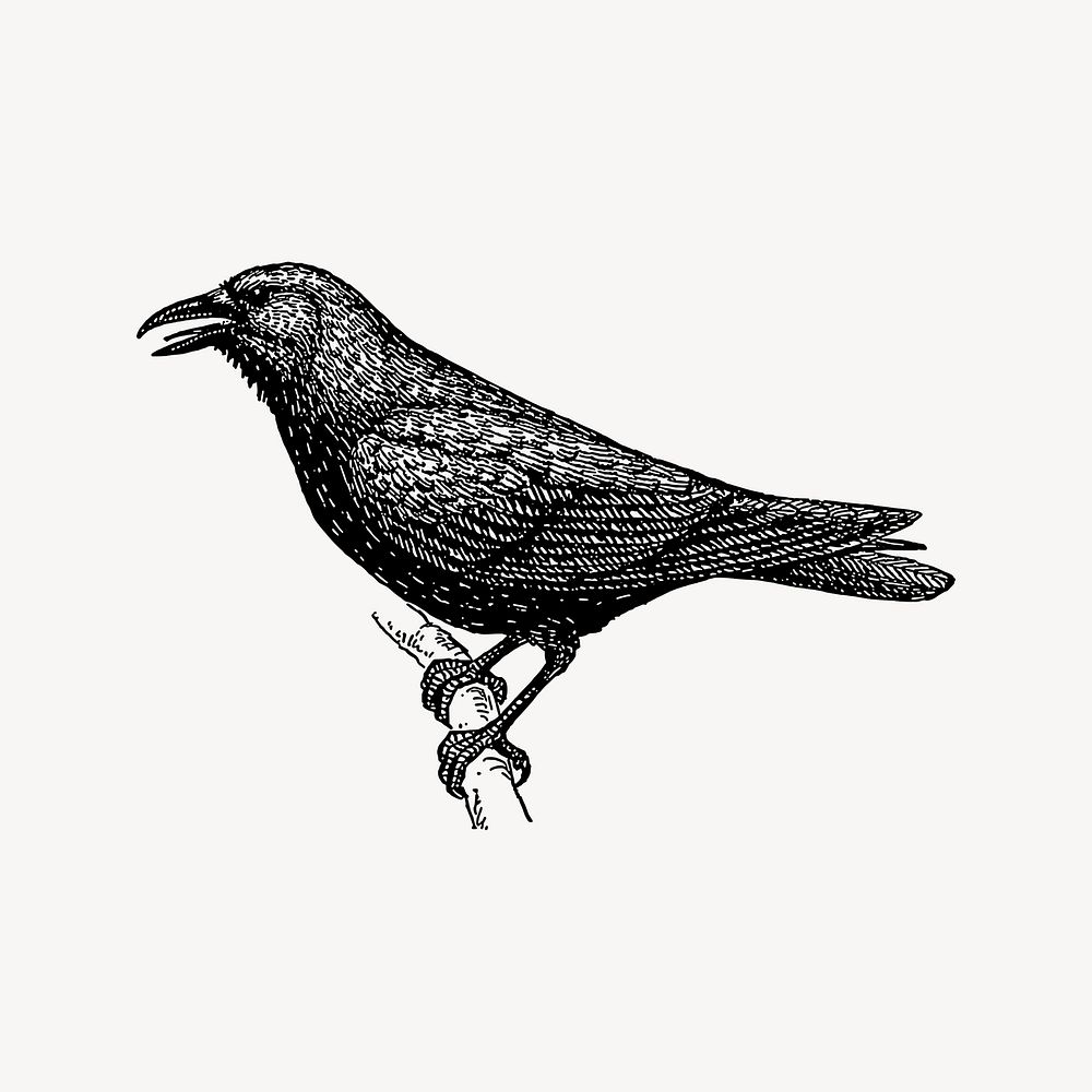 Crow bird clipart, drawing illustration vector. Free public domain CC0 image.