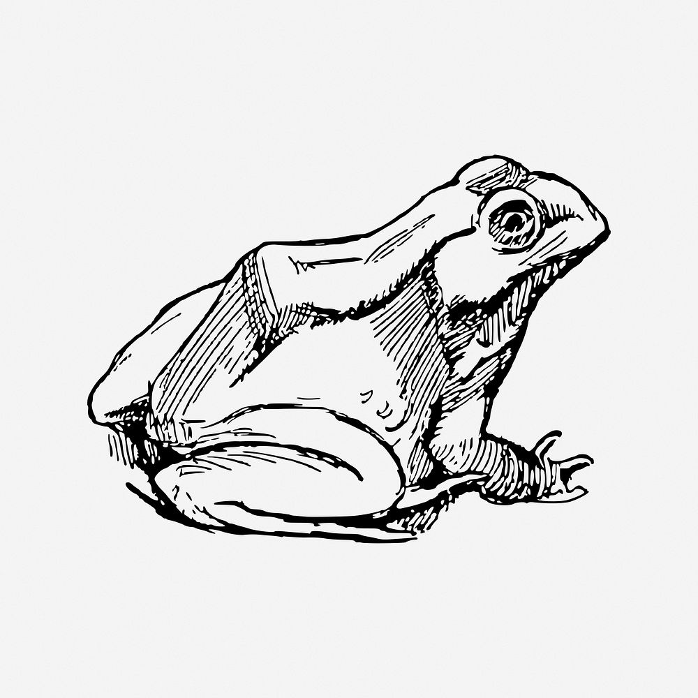 Frog, drawing illustration. Free public | Free Photo - rawpixel