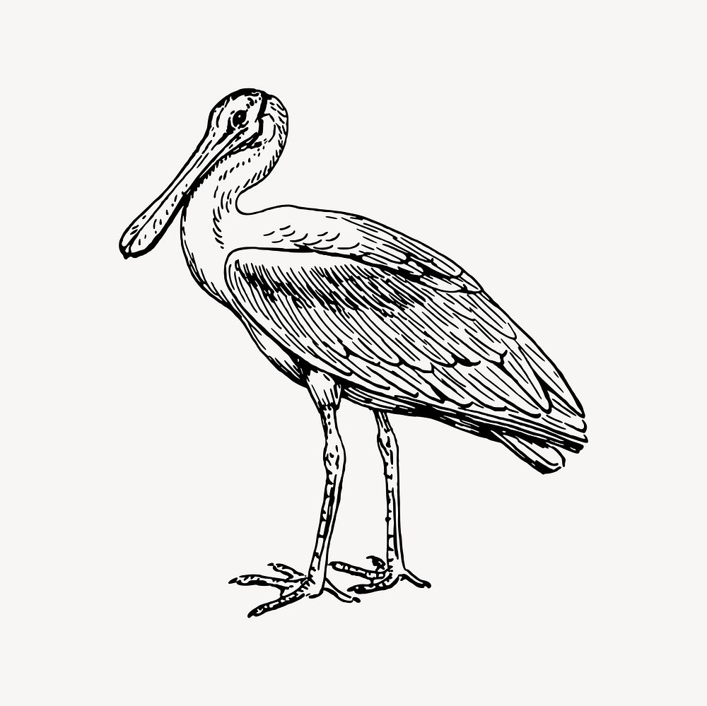 Spoonbill clipart, drawing illustration vector. Free public domain CC0 image.
