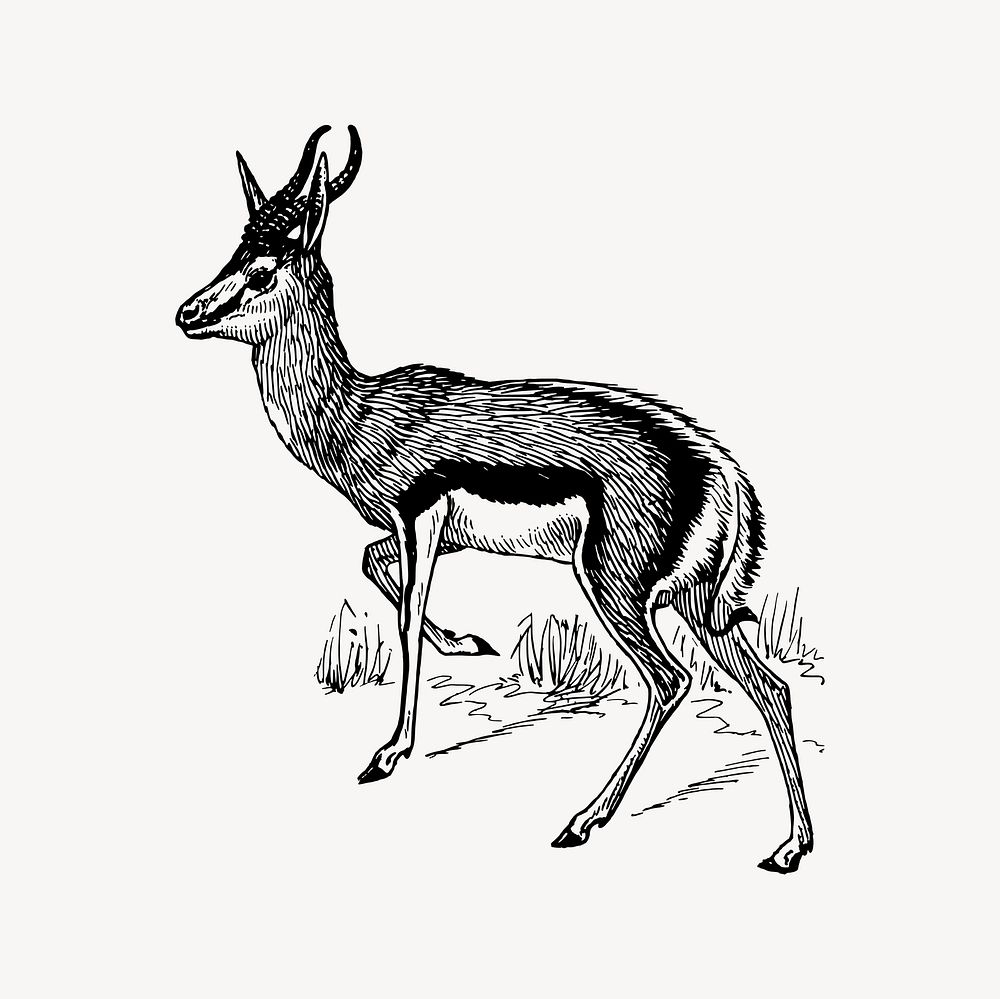 Springbok clipart, drawing illustration vector. Free public domain CC0 image.