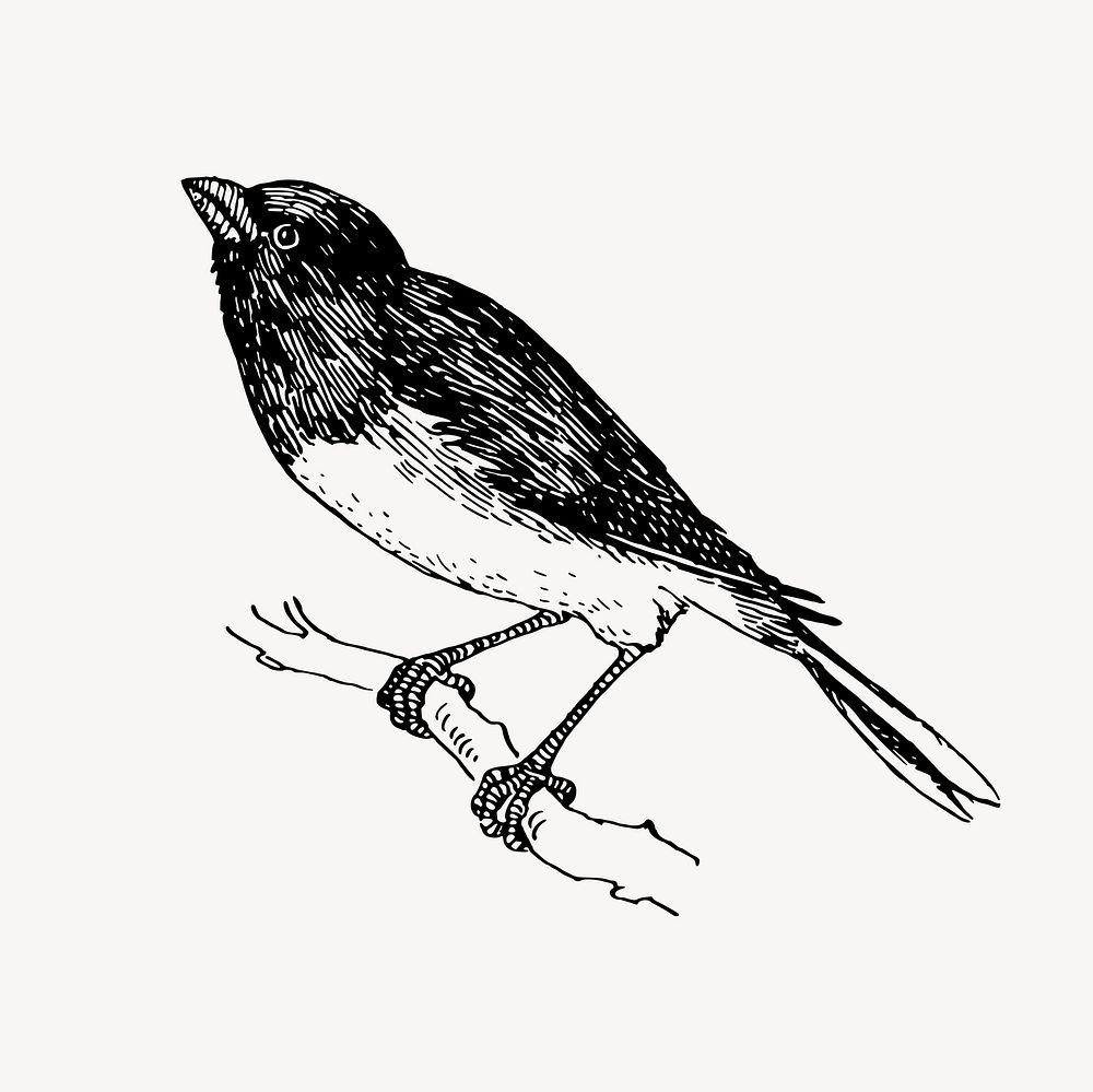 Snowbird clipart, drawing illustration vector. Free public domain CC0 image.