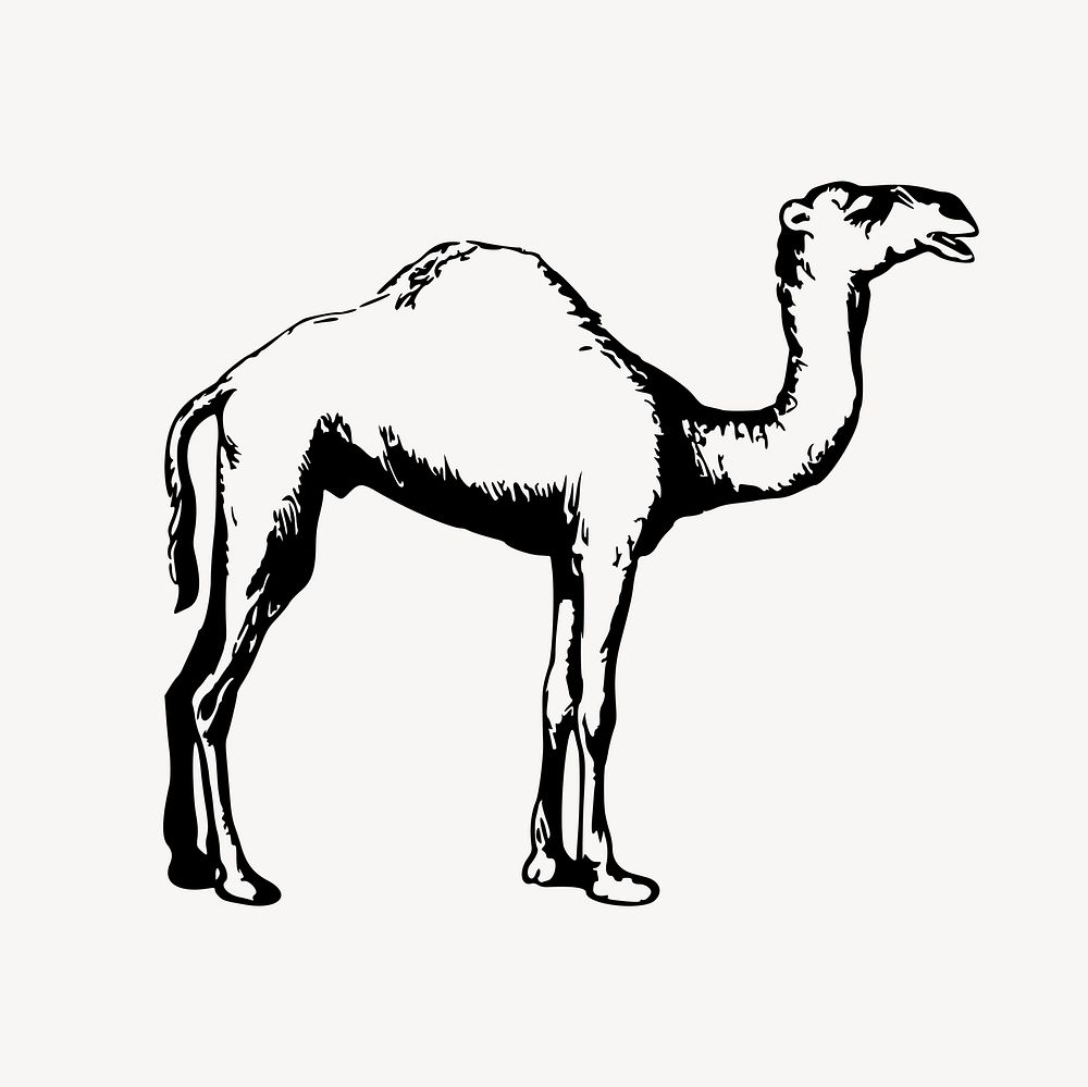 Camel clipart, drawing illustration vector. Free public domain CC0 image.