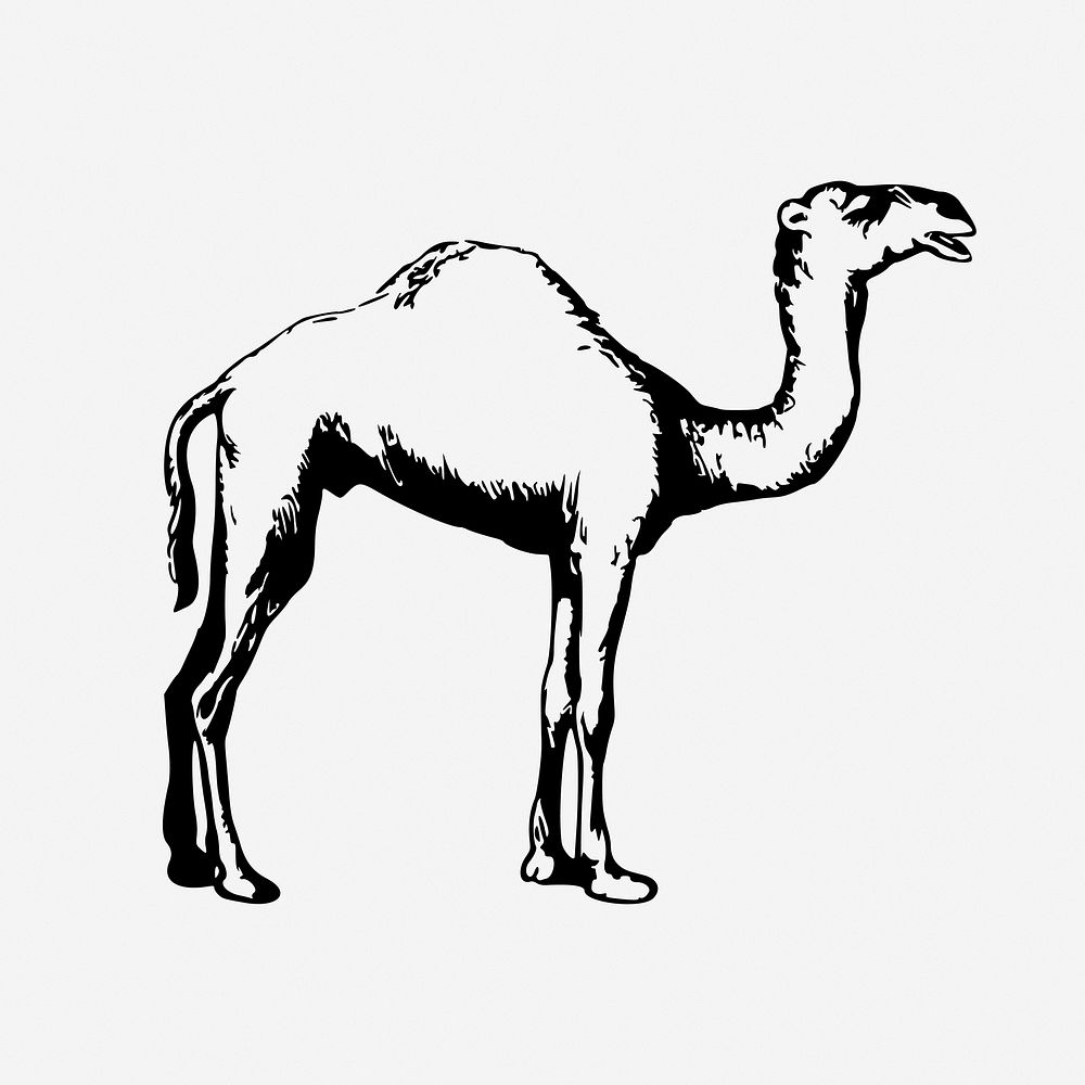 Camel, drawing illustration. Free public domain CC0 image.