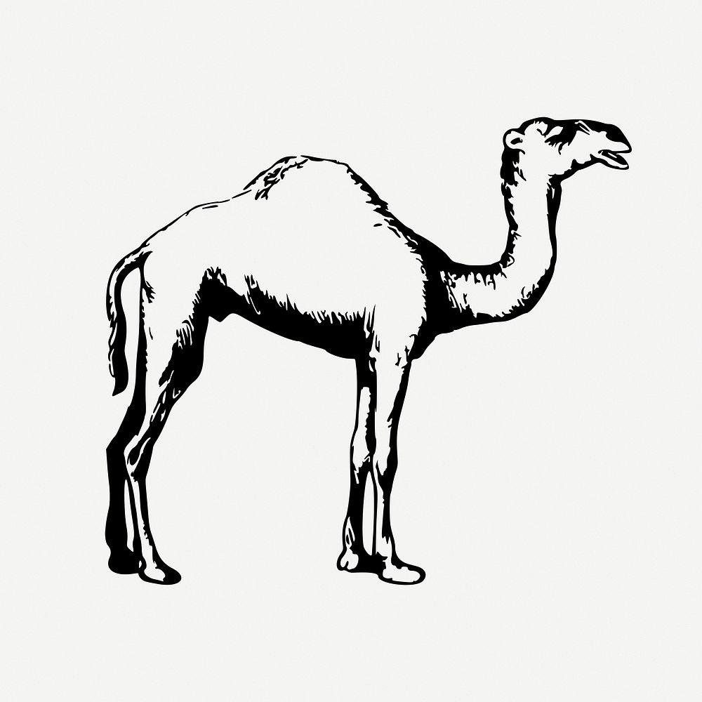 Camel collage element, vintage illustration psd. Free public domain CC0 image.