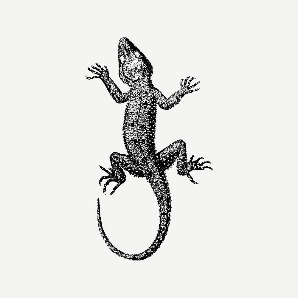 Basic lizard collage element, vintage illustration psd. Free public domain CC0 image.