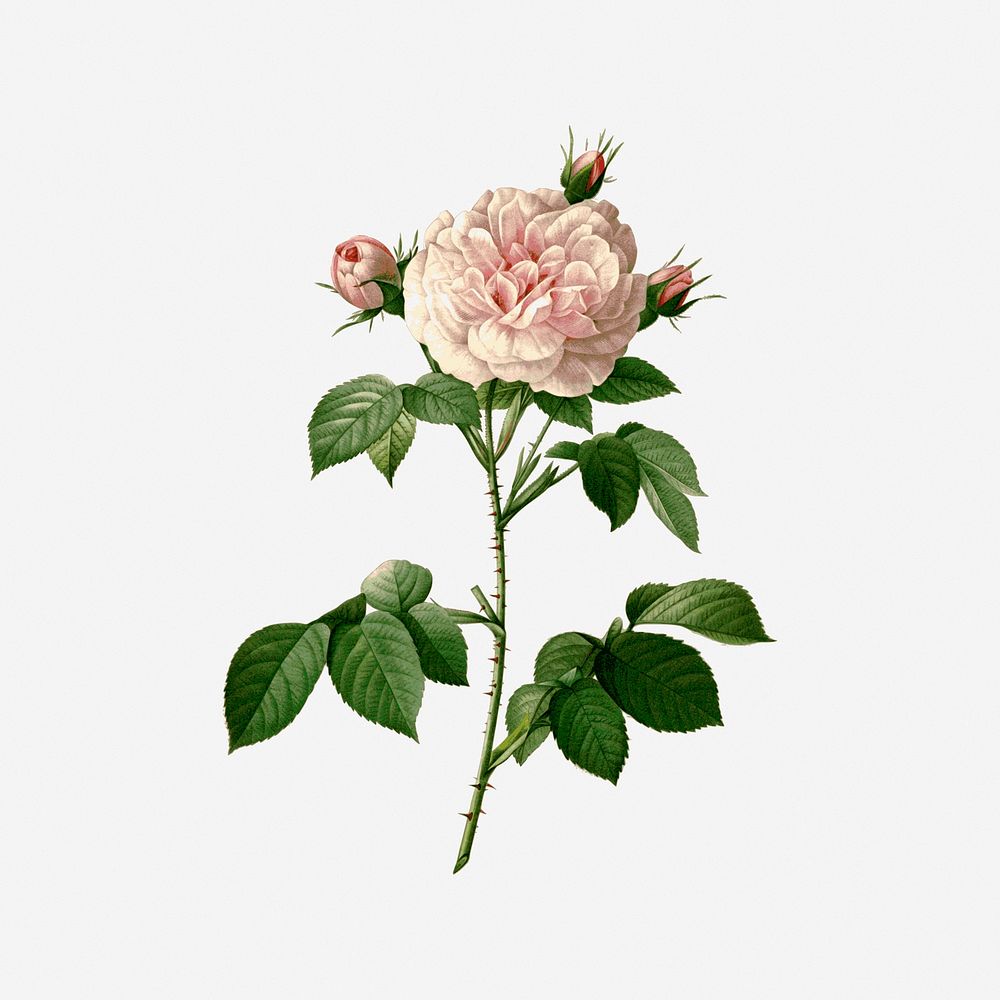 Cabbage rose, drawing illustration. Free public domain CC0 image.