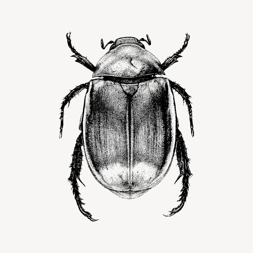Beetle clipart, drawing illustration vector. Free public domain CC0 image.