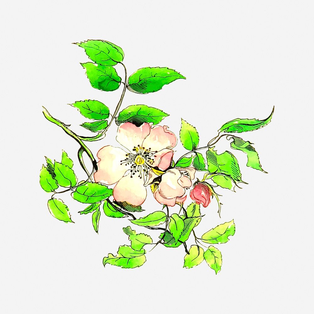 Flower, drawing illustration. Free public domain CC0 image.