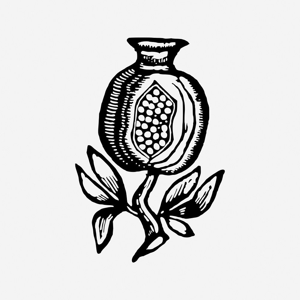Pomegranate, drawing illustration. Free public domain CC0 image.