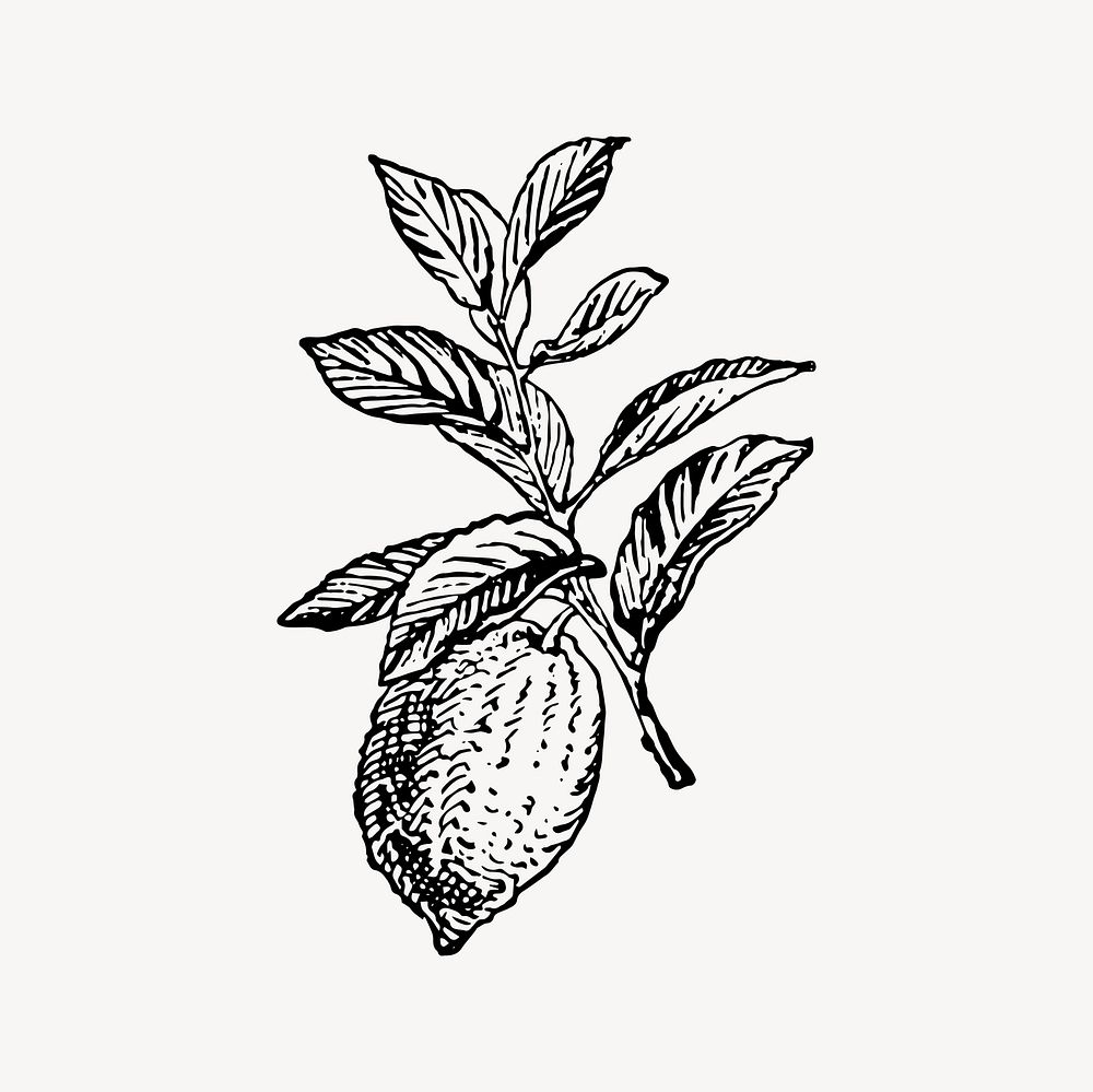 Lemon clipart, drawing illustration vector. Free public domain CC0 image.