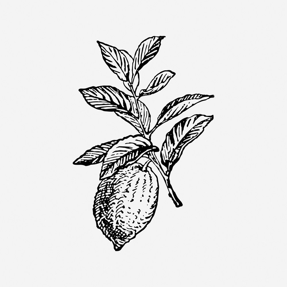 Lemon, drawing illustration. Free public domain CC0 image.