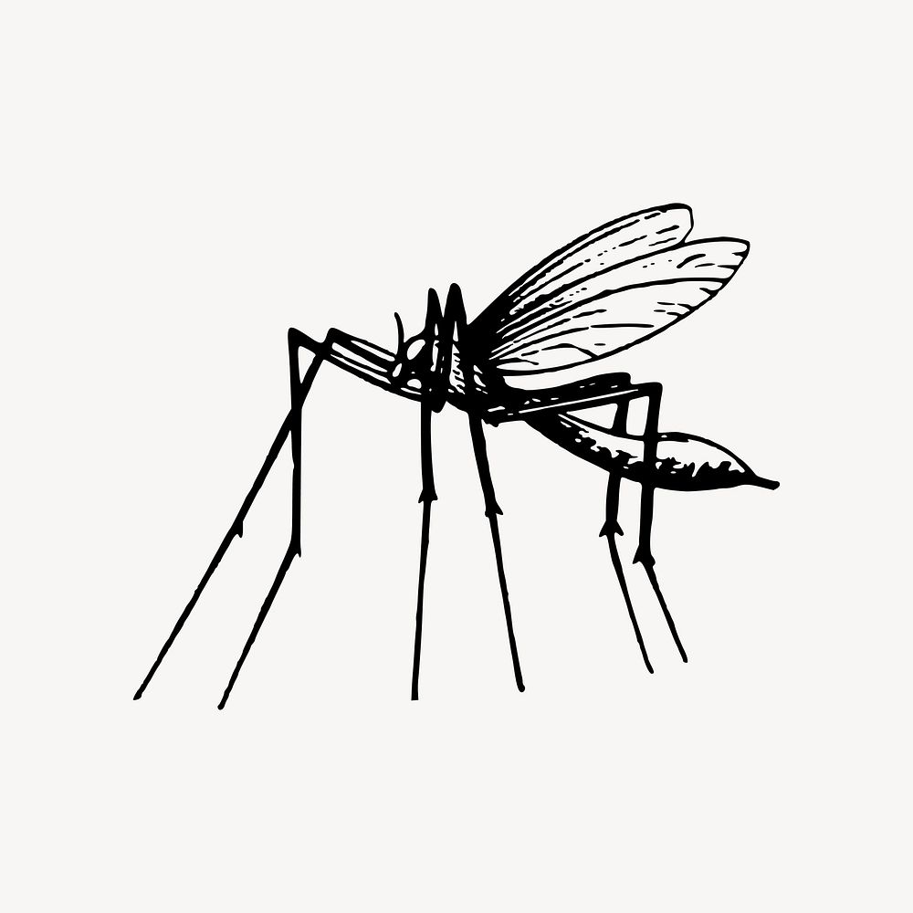 Mosquito clipart, drawing illustration vector. Free public domain CC0 image.