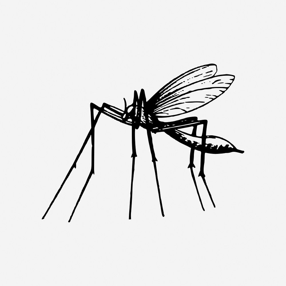 Mosquito, drawing illustration. Free public domain CC0 image.