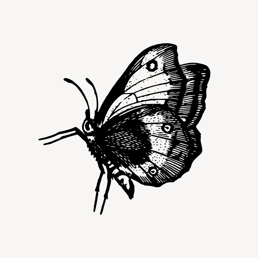 Butterfly clipart, drawing illustration vector. Free public domain CC0 image.