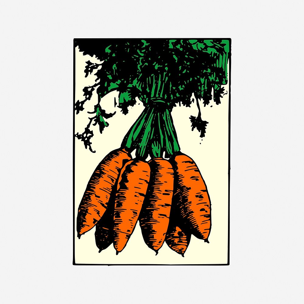Carrot, drawing illustration. Free public domain CC0 image.