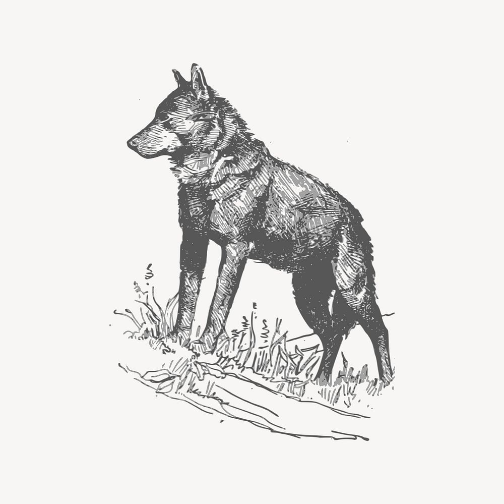 Wolf clipart, drawing illustration vector. Free public domain CC0 image.