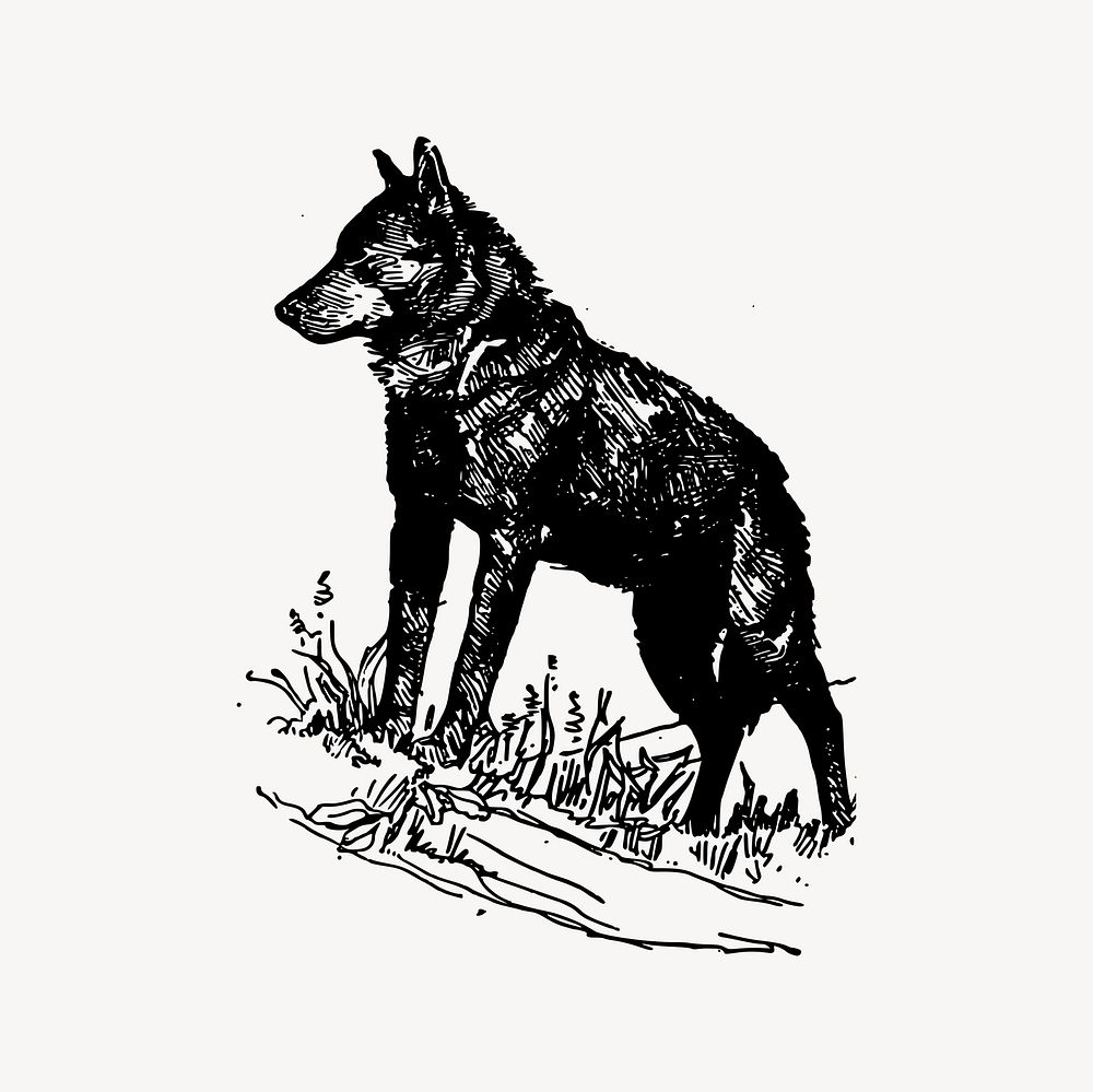 Wolf clipart, drawing illustration vector. | Free Vector Illustration ...