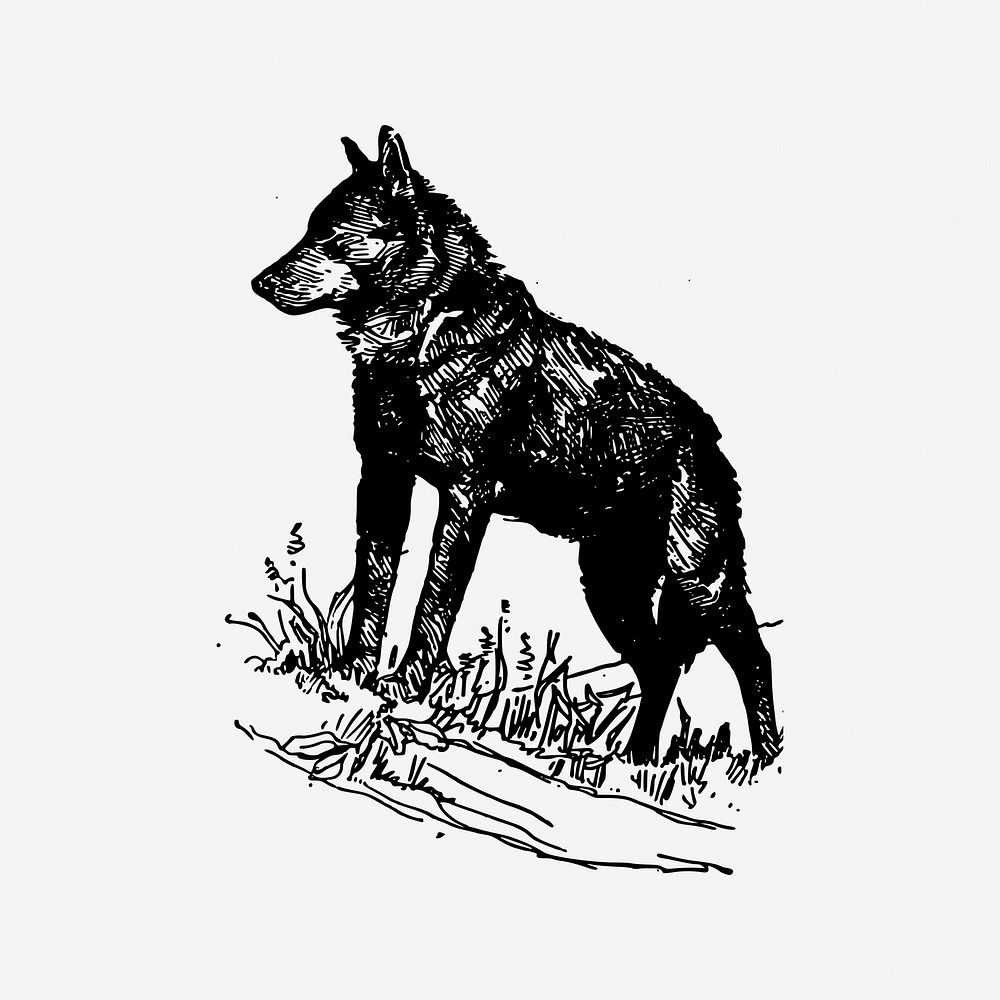 Wolf, drawing illustration. Free public domain CC0 image.