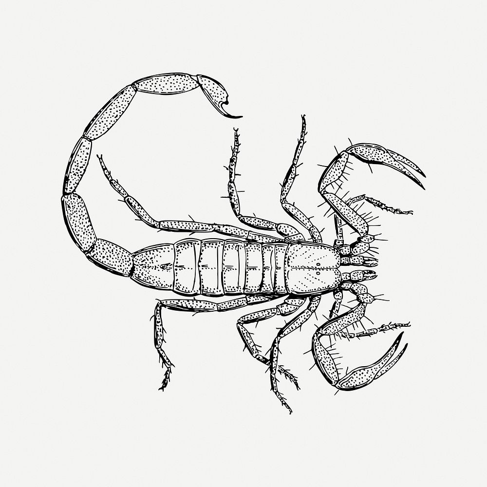 Scorpion collage element, vintage illustration psd. Free public domain CC0 image.