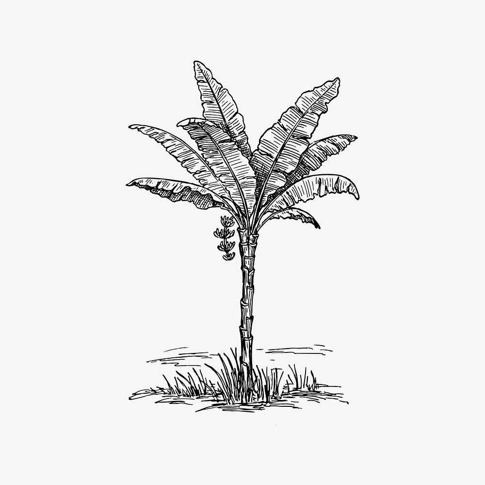 Palm tree clipart, drawing illustration vector. Free public domain CC0 image.