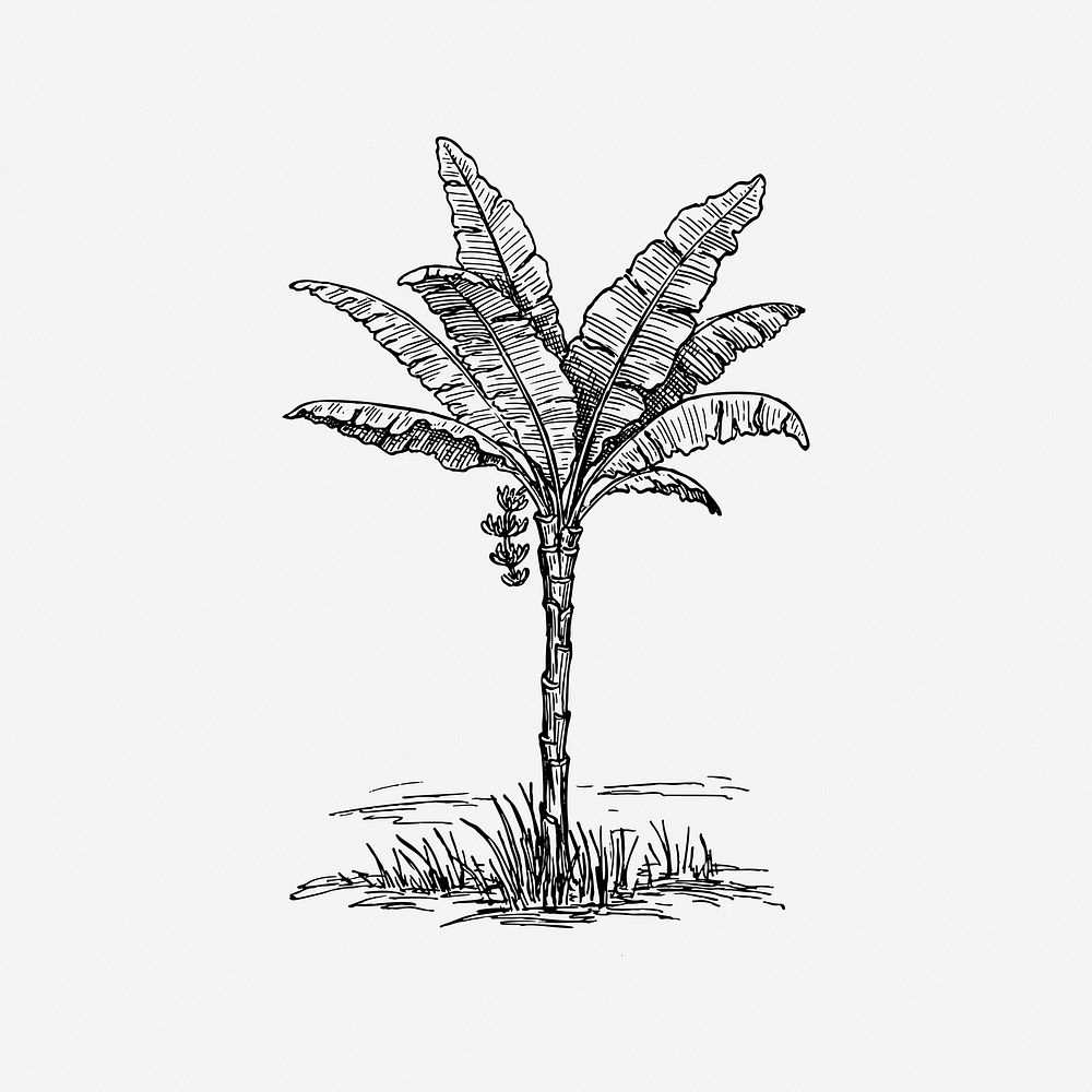 Palm tree, drawing illustration. Free public domain CC0 image.