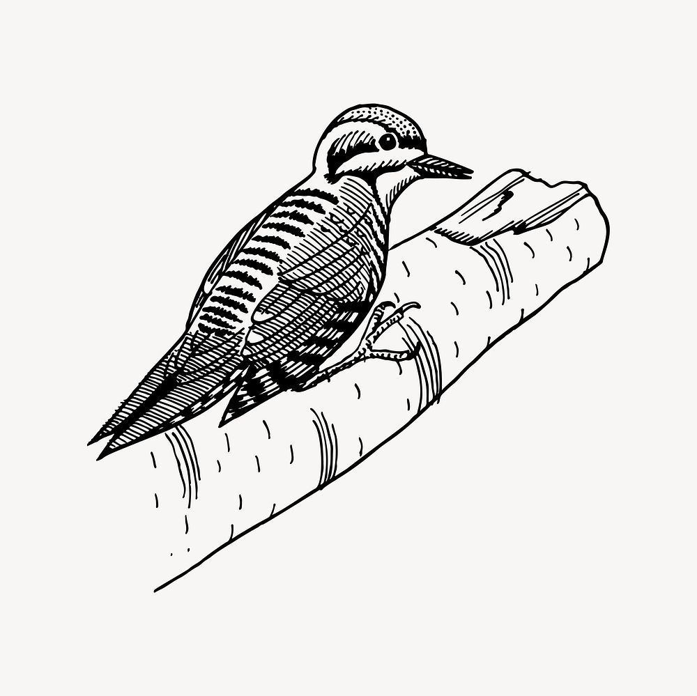 Woodpecker bird clipart, drawing illustration vector. Free public domain CC0 image.