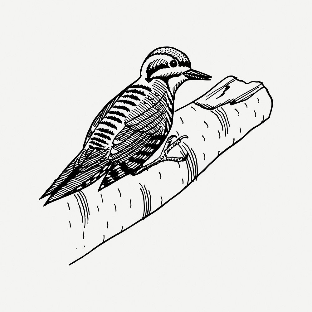 Woodpecker bird collage element, vintage illustration psd. Free public domain CC0 image.