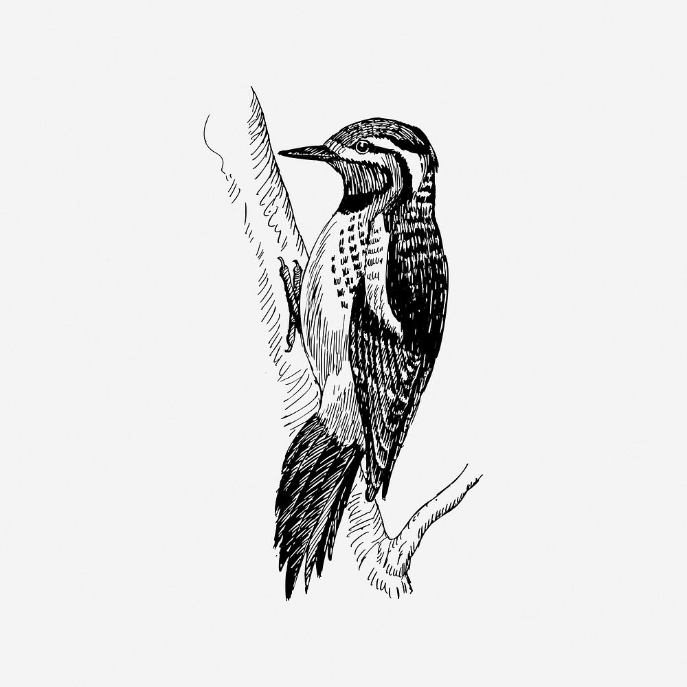 Sapsucker bird, drawing illustration. Free public domain CC0 image.