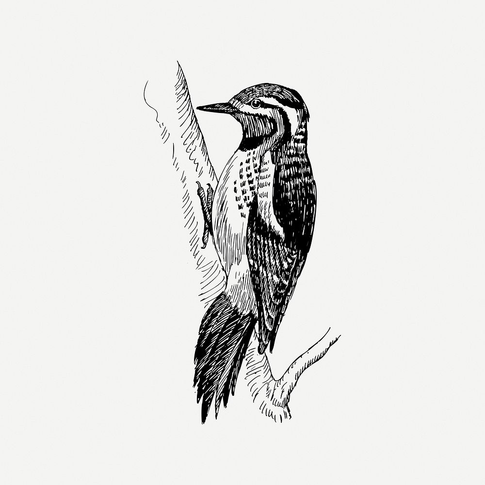Sapsucker bird collage element, vintage illustration psd. Free public domain CC0 image.