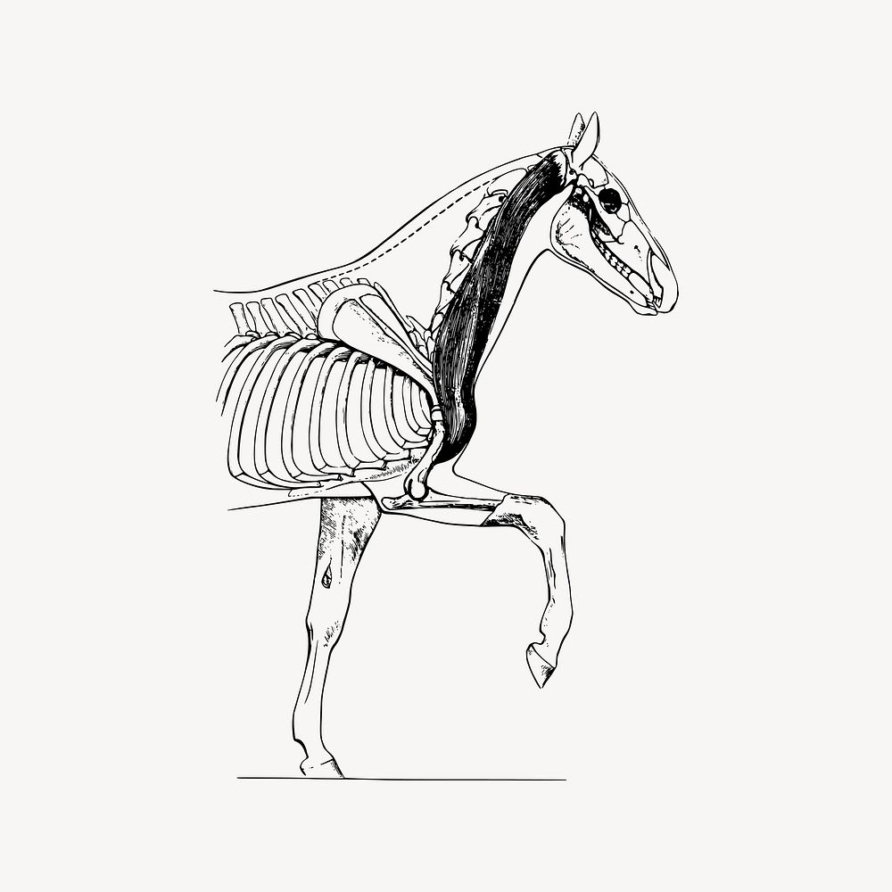 Horse biology clipart, drawing illustration vector. Free public domain CC0 image.