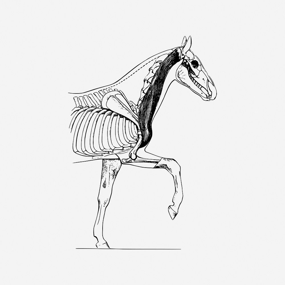 Horse biology, drawing illustration. Free public domain CC0 image.