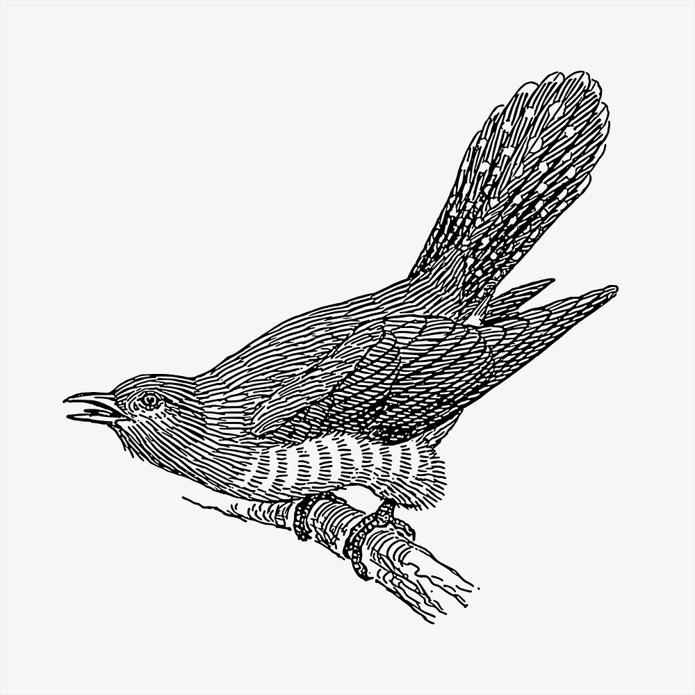 Cuckoo bird  clipart, vintage hand drawn vector. Free public domain CC0 image.
